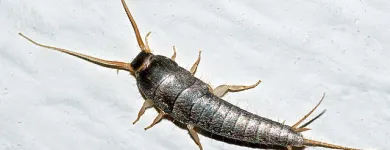 Business 2 image SILVERFISH EXTERMINATION ADELAIDE Pest Control in Adelaide SA