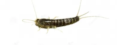 Business 4 image SILVERFISH EXTERMINATION ADELAIDE Pest Control in Adelaide SA