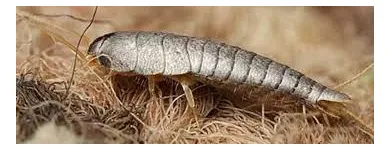 Business 1 image SILVERFISH EXTERMINATION PERTH Pest Control in Perth WA