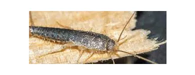 Business 3 image SILVERFISH EXTERMINATION PERTH Pest Control in Perth WA