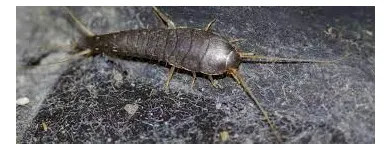 Business 4 image SILVERFISH EXTERMINATION PERTH Pest Control in Perth WA