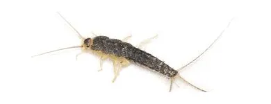 Business 2 image SILVERFISH EXTERMINATION SYDNEY Pest Control in Sydney NSW