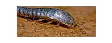 Business 5 image SILVERFISH EXTERMINATION SYDNEY Pest Control in Sydney NSW
