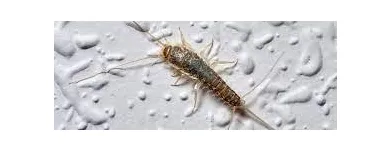 Business 6 image SILVERFISH EXTERMINATION SYDNEY Pest Control in Sydney NSW