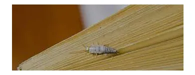 Business 7 image SILVERFISH EXTERMINATION SYDNEY Pest Control in Sydney NSW