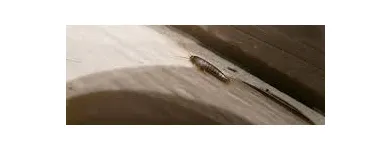 Business 8 image SILVERFISH EXTERMINATION SYDNEY Pest Control in Sydney NSW