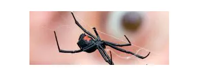 Business 1 image SPIDER EXTERMINATION PERTH Pest Control in Perth WA