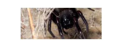 Business 2 image SPIDER EXTERMINATION PERTH Pest Control in Perth WA