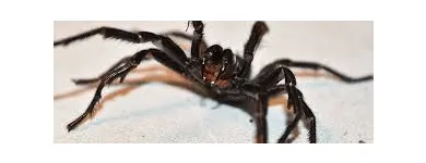 Business 3 image SPIDER EXTERMINATION PERTH Pest Control in Perth WA