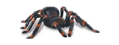 Business 4 image SPIDER EXTERMINATION PERTH Pest Control in Perth WA
