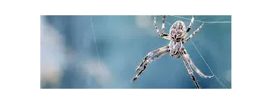 Business 5 image SPIDER EXTERMINATION PERTH Pest Control in Perth WA