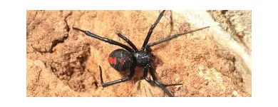 Business 6 image SPIDER EXTERMINATION PERTH Pest Control in Perth WA