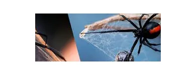 Business 7 image SPIDER EXTERMINATION PERTH Pest Control in Perth WA