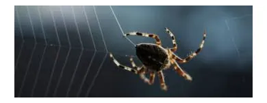 Business 8 image SPIDER EXTERMINATION PERTH Pest Control in Perth WA