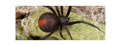 Business 9 image SPIDER EXTERMINATION PERTH Pest Control in Perth WA