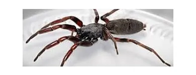 Business 10 image SPIDER EXTERMINATION PERTH Pest Control in Perth WA