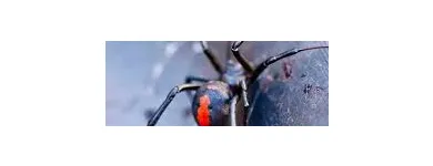 Business 11 image SPIDER EXTERMINATION PERTH Pest Control in Perth WA