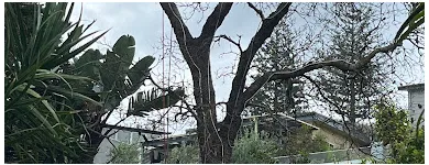 Business 2 image STANDFAST TREE SERVICES Lawn Mowing Services in Newport NSW