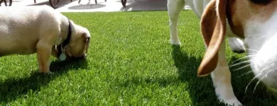 Business 8 image SUPERIOR ARTIFICIAL TURF SUPPLIES Turf & Lawn Suppliers in Applecross WA