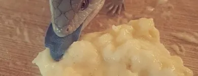 Business 2 image TAILS & SCALES PET SITTING Reptile Sitting in Lake Heights NSW