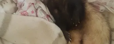 Business 3 image TAILS & SCALES PET SITTING Reptile Sitting in Lake Heights NSW