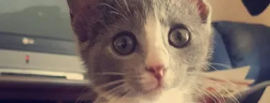 Business 4 image TAILS & SCALES PET SITTING Reptile Sitting in Lake Heights NSW