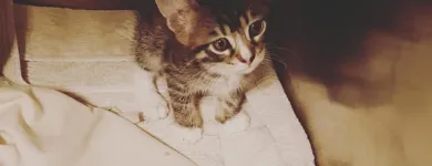 Business 6 image TAILS & SCALES PET SITTING Reptile Sitting in Lake Heights NSW