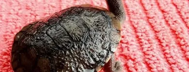 Business 7 image TAILS & SCALES PET SITTING Reptile Sitting in Lake Heights NSW