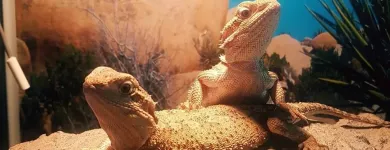 Business 8 image TAILS & SCALES PET SITTING Reptile Sitting in Lake Heights NSW