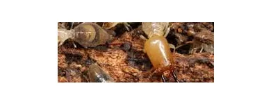 Business 1 image TERMITE CONTROL MELBOURNE Pest Control in Melbourne VIC