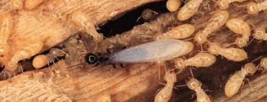 Business 2 image TERMITE CONTROL MELBOURNE Pest Control in Melbourne VIC