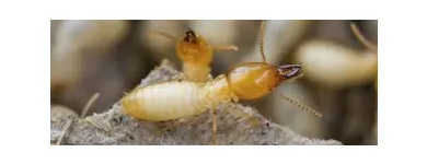 Business 3 image TERMITE CONTROL MELBOURNE Pest Control in Melbourne VIC