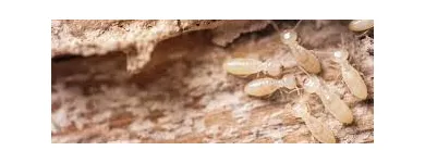 Business 4 image TERMITE CONTROL MELBOURNE Pest Control in Melbourne VIC