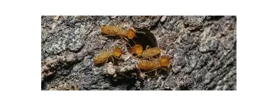 Business 5 image TERMITE PEST CONTROL BRISBANE Pest Control in Brisbane QLD