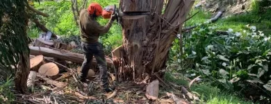 Business 1 image TREBY TREE SERVICES Trees in Willunga South SA