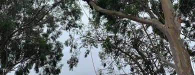 Business 2 image TREBY TREE SERVICES Trees in Willunga South SA