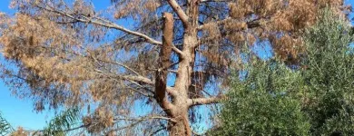 Business 3 image TREBY TREE SERVICES Trees in Willunga South SA
