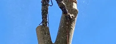 Business 4 image TREBY TREE SERVICES Trees in Willunga South SA
