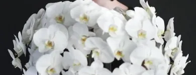 Business 2 image WOLLONGONG FLOWERS PTY. LTD. Wollongong Florist in Wollongong NSW