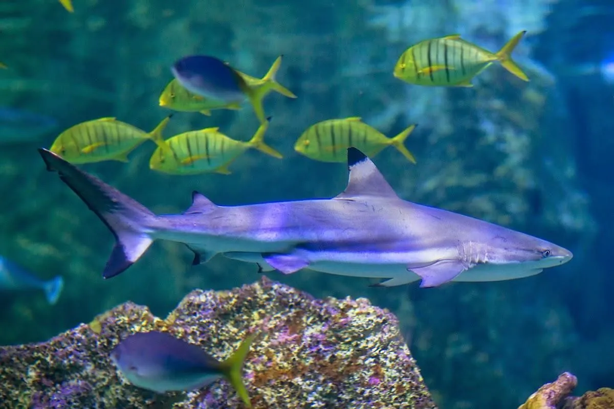 Business 7 image SEA LIFE SYDNEY AQUARIUM