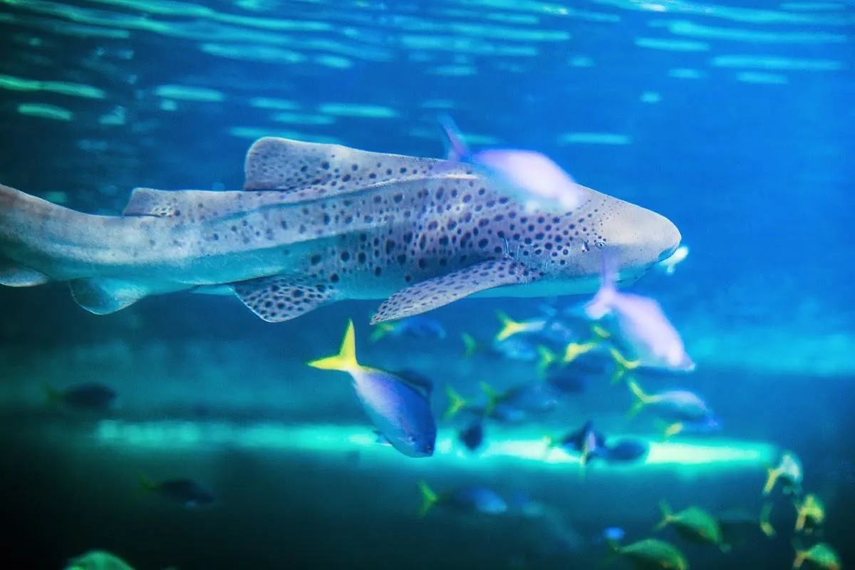 Business 9 image SEA LIFE SYDNEY AQUARIUM