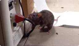 Business 3 image PEST CONTROL MOUNT LAWLEY