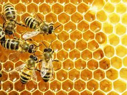 Business 5 image BEE PEST CONTROL SYDNEY