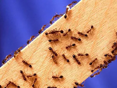 Business 1 image PEST CONTROL MOUNT LAWLEY