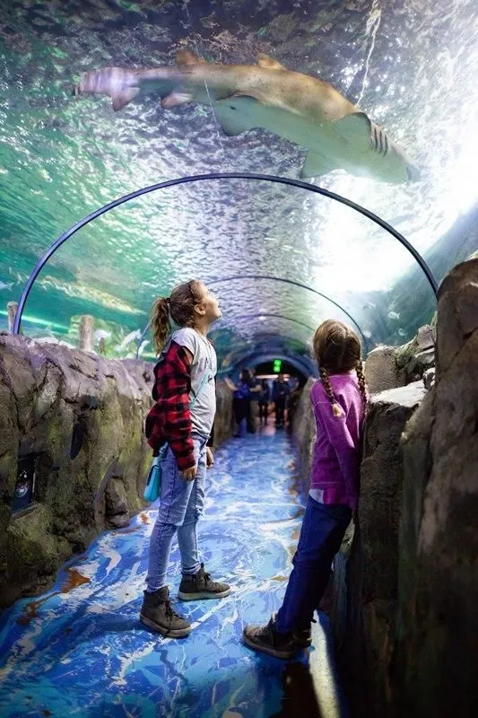 Business 6 image SEA LIFE SYDNEY AQUARIUM
