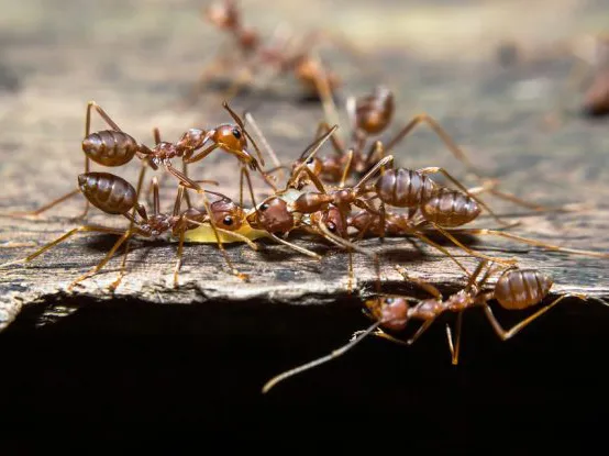 Business 4 image PEST CONTROL MOUNT LAWLEY