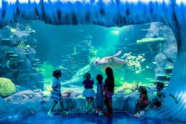 Business 10 image SEA LIFE SYDNEY AQUARIUM