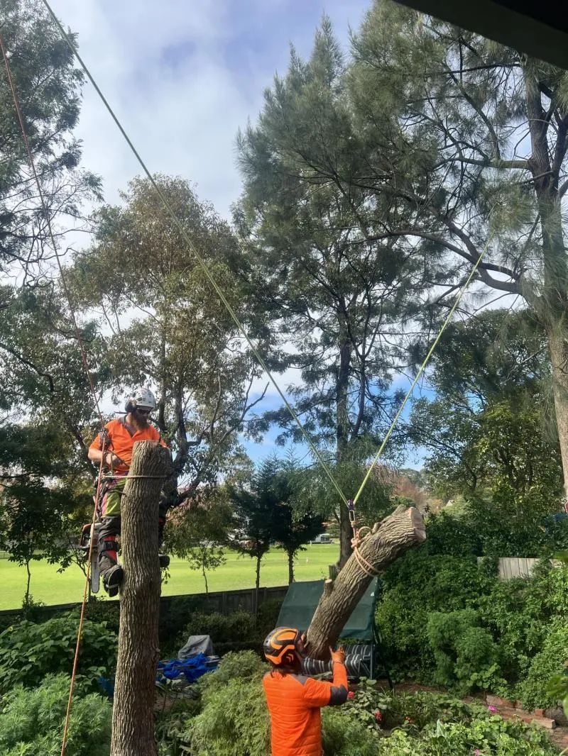 Business 2 image RANGEVIEW TREE SERVICES