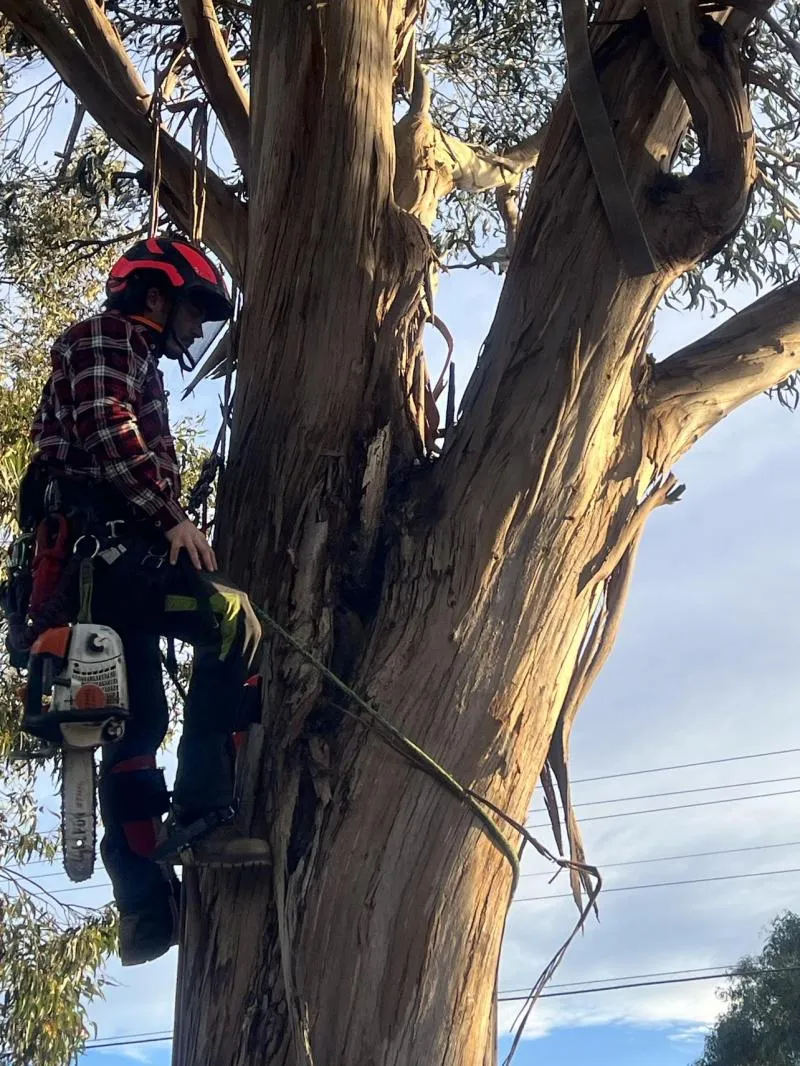 Business 3 image RANGEVIEW TREE SERVICES