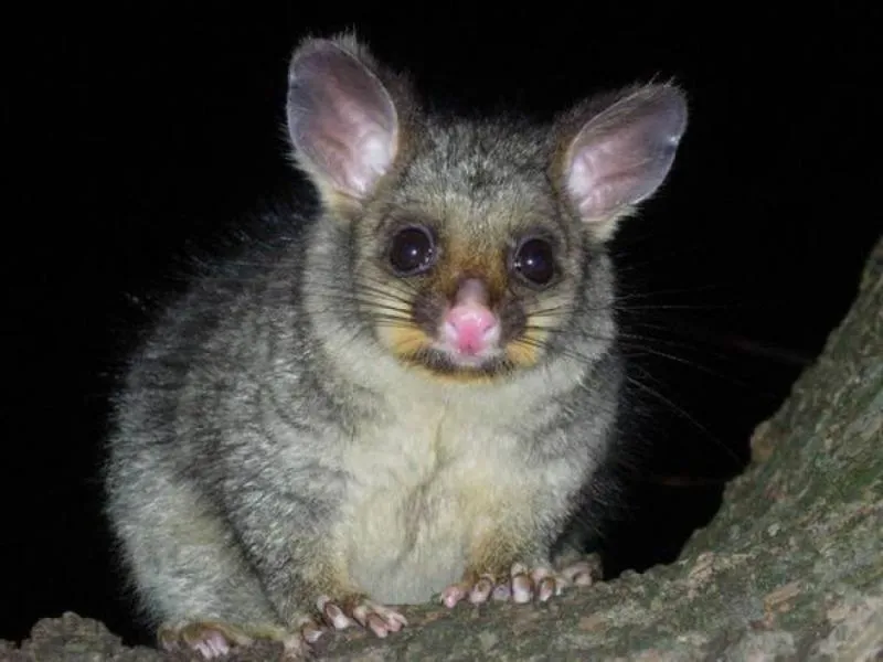 Business 2 image 711 POSSUM REMOVAL CANBERRA